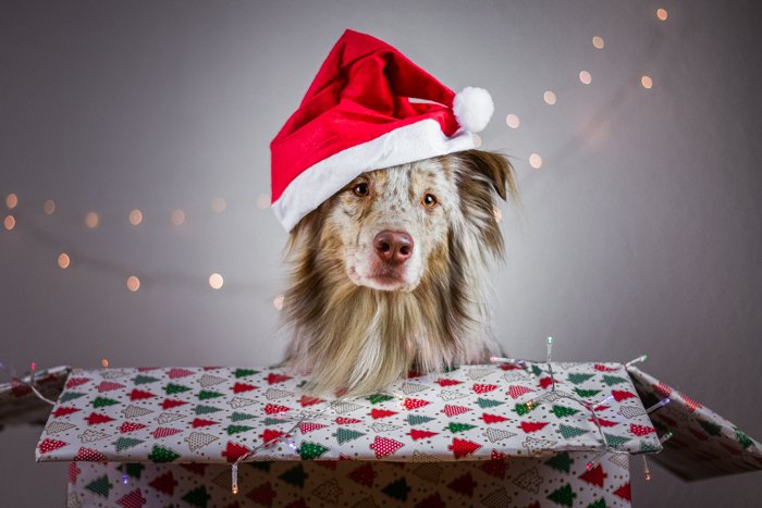 Рождественский портрет милой собаки в шапке Санты