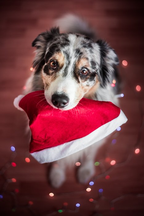 Рождественское фото милой собаки, держащей в пасти шапку Санты
