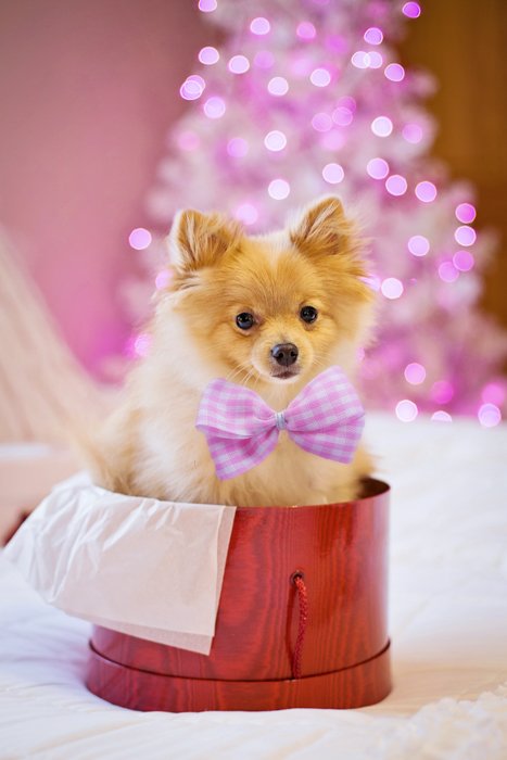 Милая праздничная фотография собаки, сидящей в коробке с рождественским подарком