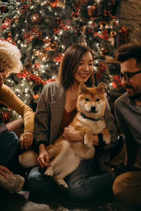 Семейный рождественский портрет с собаками