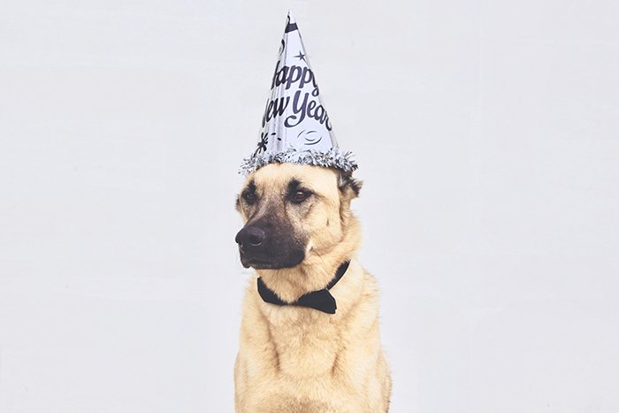 Собака в праздничной шляпе за простым фоном
