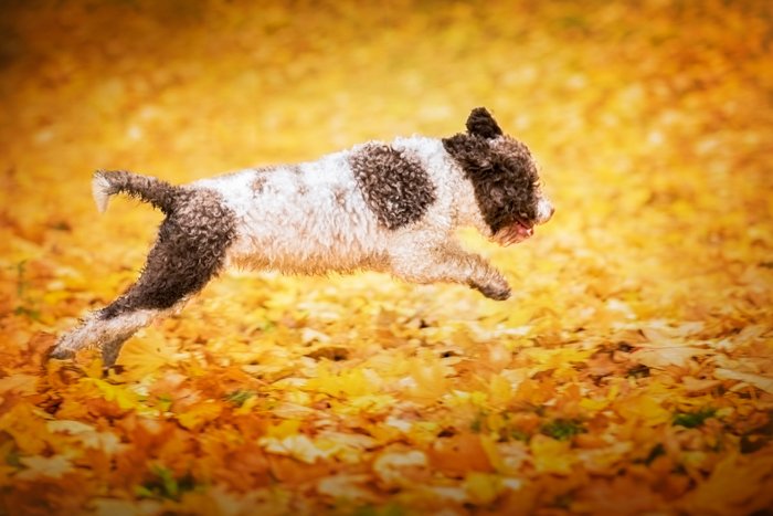 Милый портрет черно-белой собаки, прыгающей