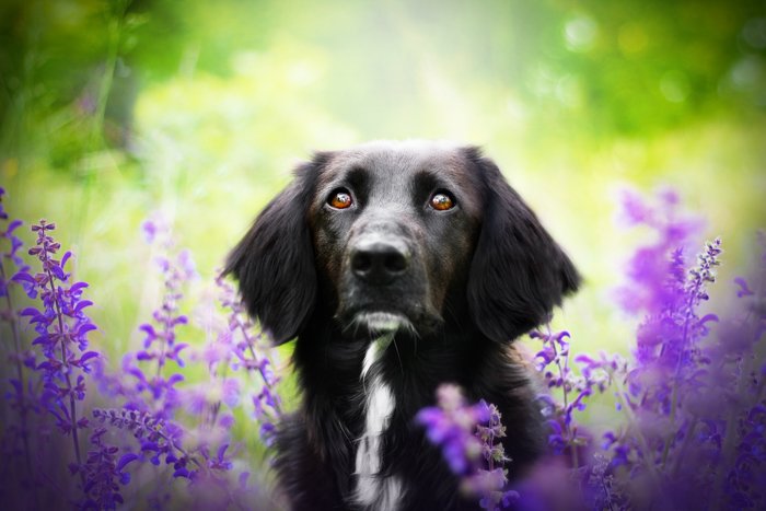 Милый портрет черной собаки среди фиолетовых цветов
