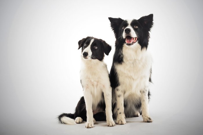 Милый портрет двух черно-белых собак
