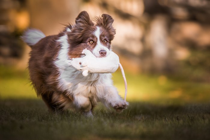 Домашняя собака бежит с игрушечной крысой во рту