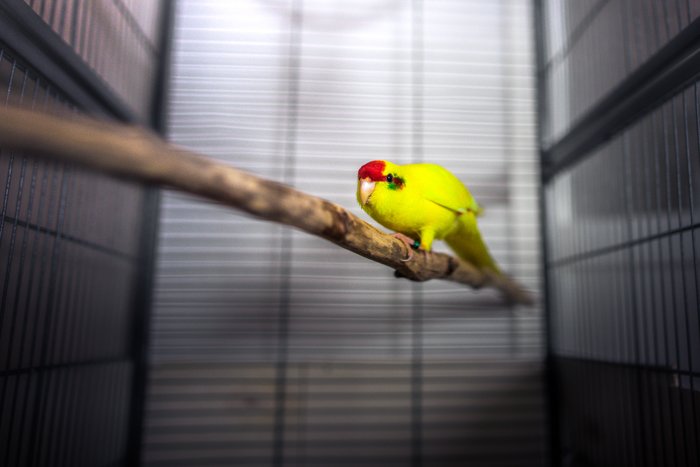 Желтая домашняя птица в клетке