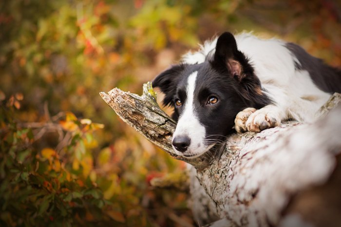 Милый портрет черно-белой собаки, отдыхающей на дереве