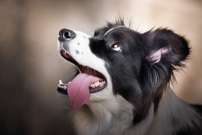 Милый портрет черно-белой собаки