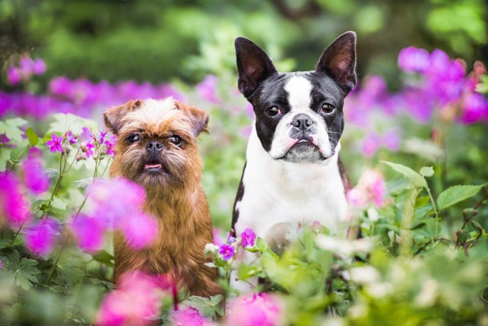 Милая фотография двух собак на улице среди цветов