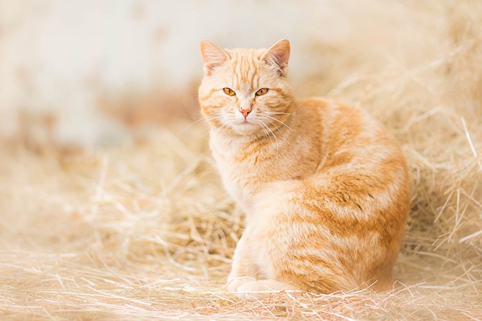 Dreamy pet portrait of the ginger cat outdoors