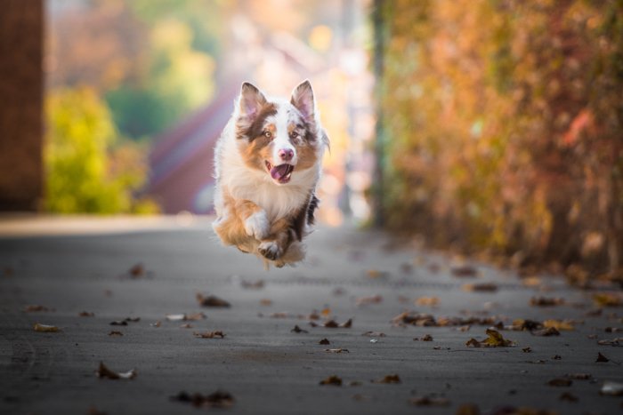 Милое фото бегущей собаки