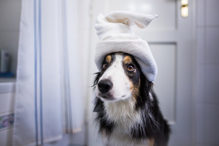 Милое фото собаки с полотенцем на голове