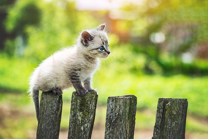 Фотография маленького котенка с голубыми глазами на деревянном заборе
