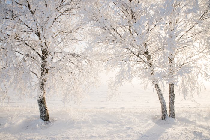 Красивые заснеженные деревья в зимнем пейзаже