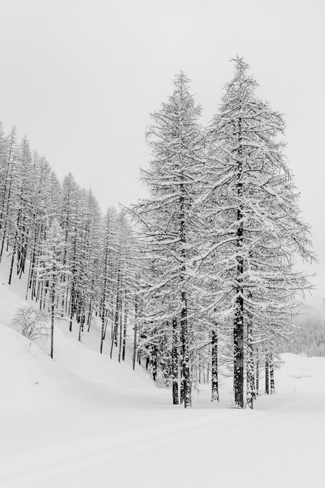 Снежная сцена в лесу