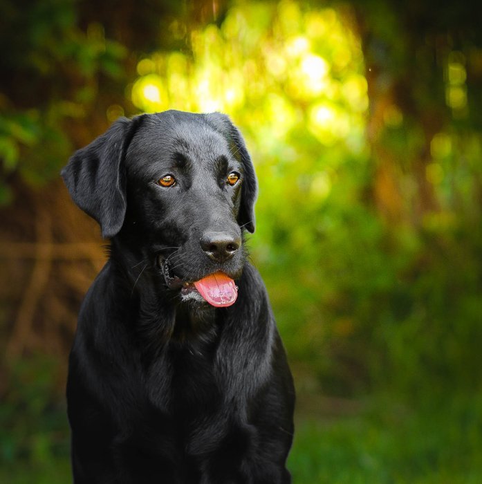 Фотография черной собаки на улице
