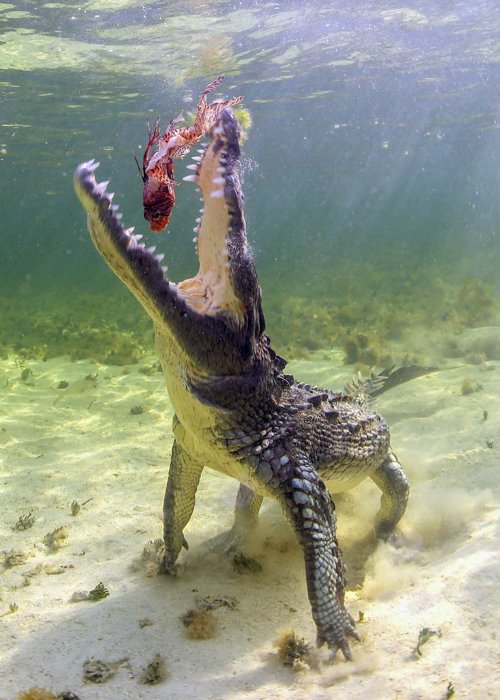 Крокодил ест рыбу