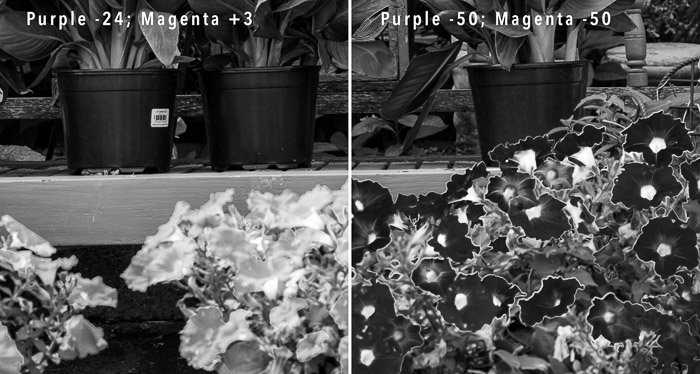 Две фотографии, сравнивающие цветы с ореолом