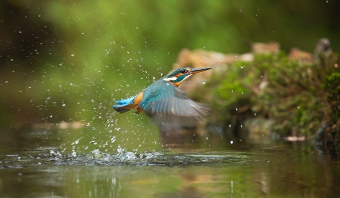 Макрофотография колибри, разбрызгивающей воду во время полета