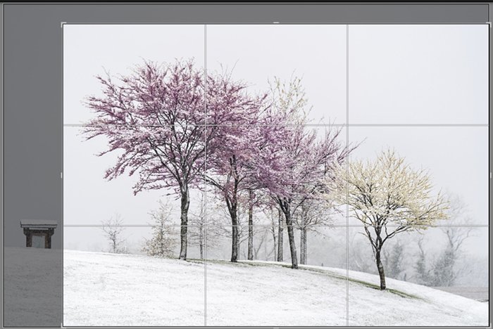 Screenshot crop of snowy spring trees