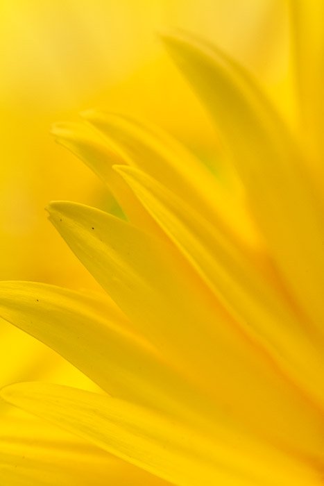 макро желтый цветок