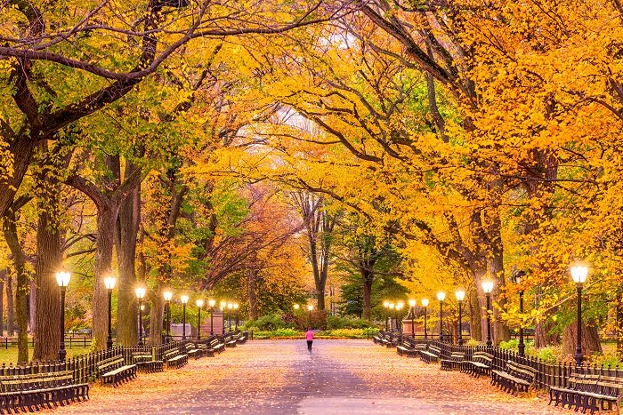 фотография центрального парка нью-йорка осенью, когда бегун пробегает по нему