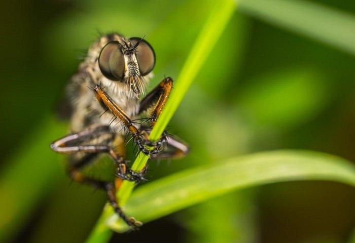 макроснимок мухи на растении