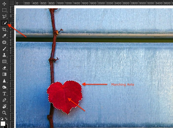 Изображение инструмента быстрого выделения на красном листе плюща как первый шаг в селективном цветовом процессе Photoshop