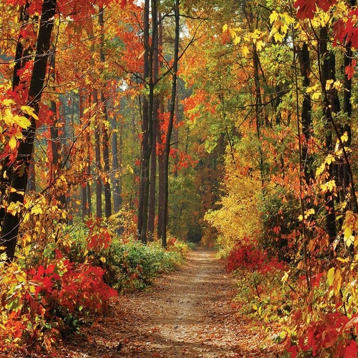 лучшие фоны для фотографий: фото товара LYWYGG Autumn Scenery Background