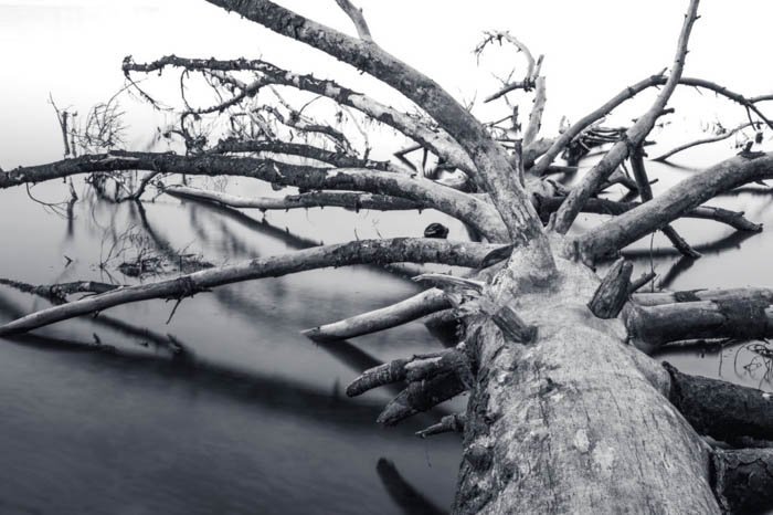 форма в фотографии: дерево, упавшее на водоем в градациях серого