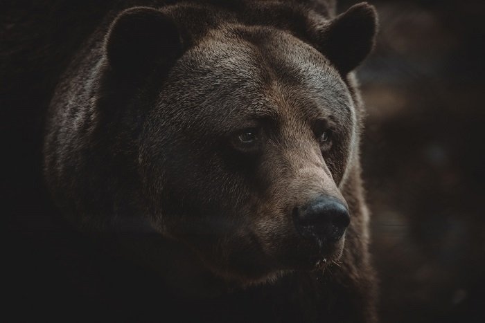 Крупный план морды медведя с использованием более длинного объектива