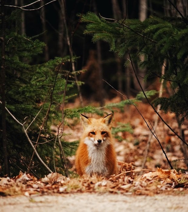Изображение лисы в лесу на обочине дороги, сделанное телеобъективом