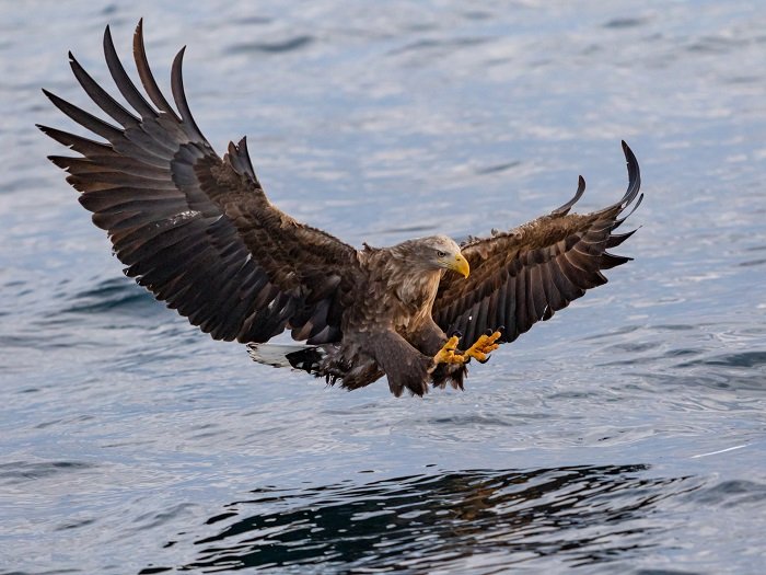 Изображение орла с расправленными крыльями, летящего близко к воде