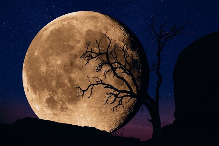 Фотография большой луны за деревом в сумерках
