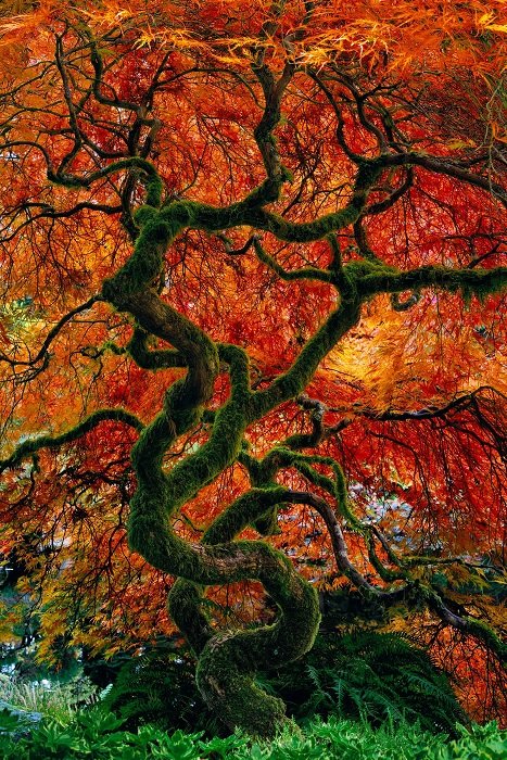 Фотография дерева с красной листвой