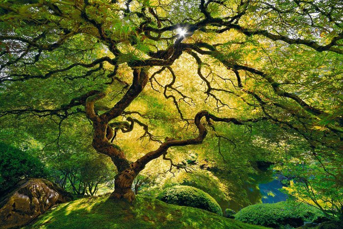 Широкоугольная фотография дерева с множеством ветвей