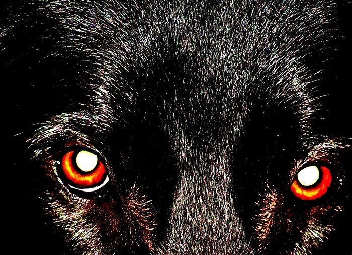 Фотография красных глаз собаки