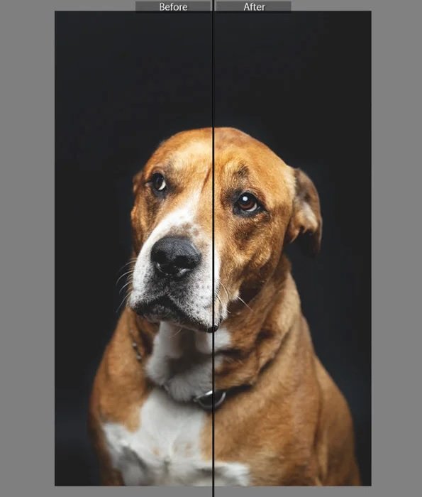 Портрет сидящей собаки до и после